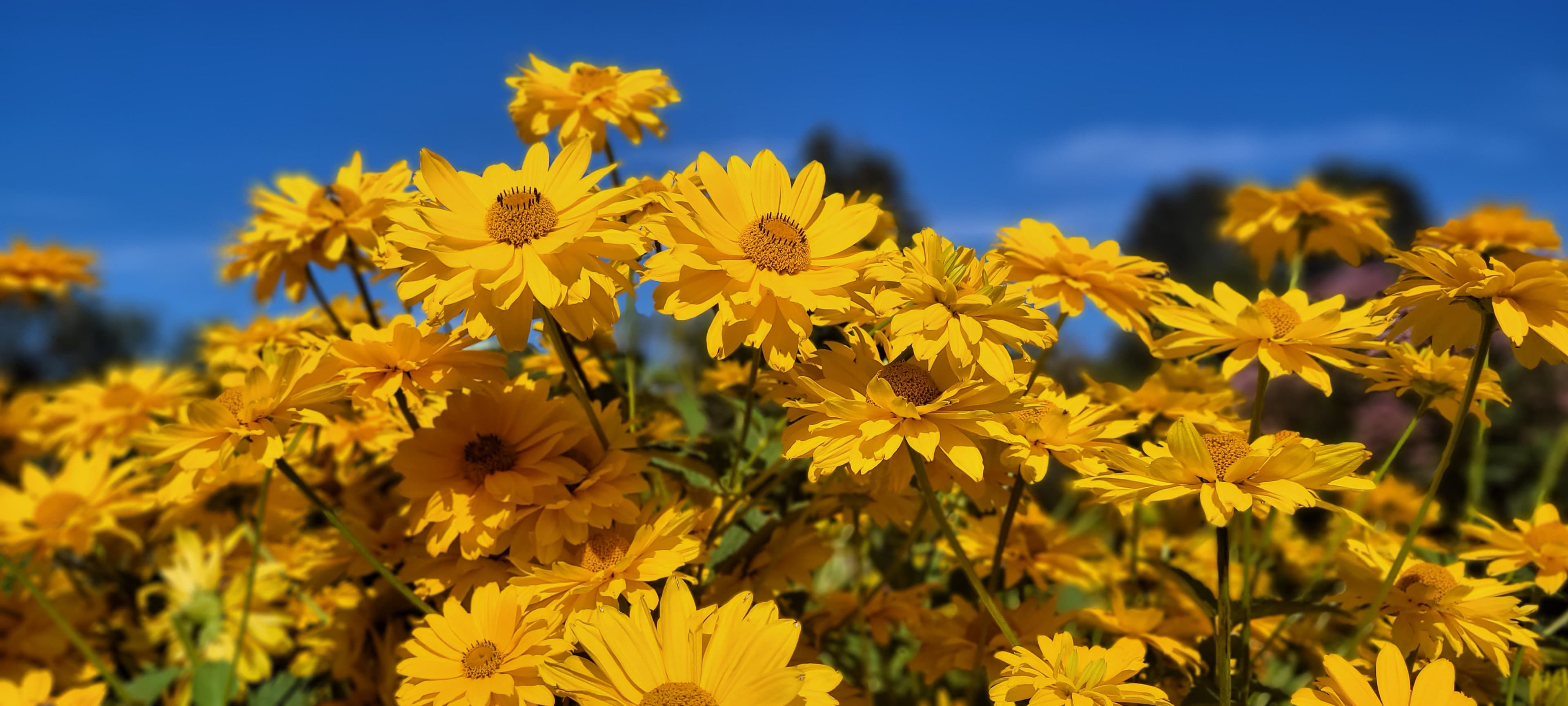 Originalfoto av en vacker blomma